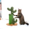 Chat debout sur Griffoir cactus