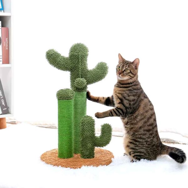 Chat debout sur Griffoir cactus